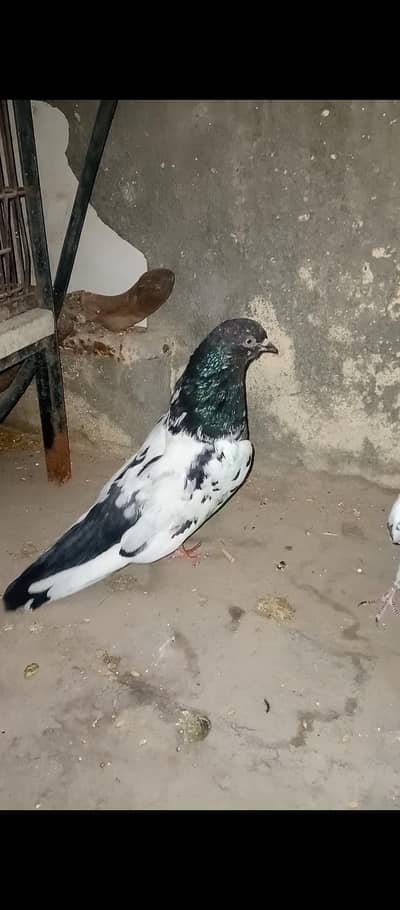 Rampuri Nar - Qasoori pathi