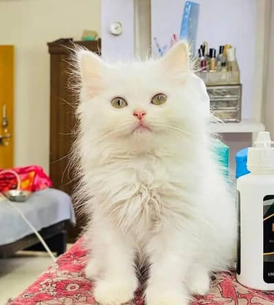 Persian cat for sale my WhatsApp number  0325-69-53-977