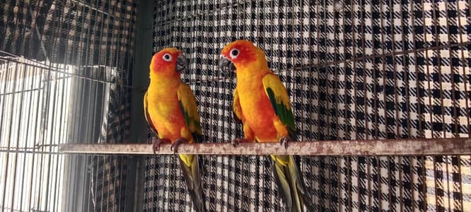 Sonic color breeder pair 48000