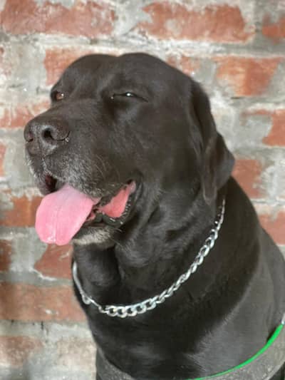 labra dog apple face family dog