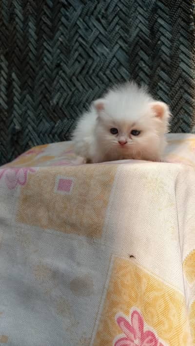 male ande female cat available