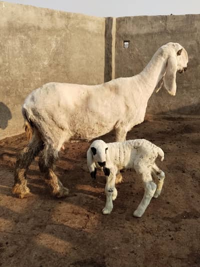 kajla/females/mundri