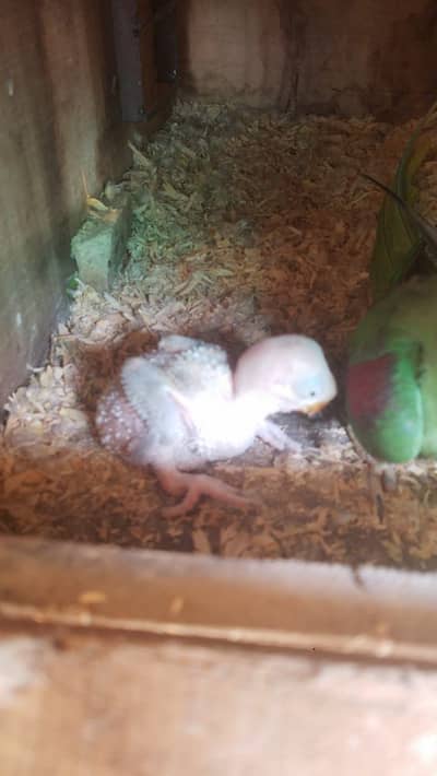 10 day old raw chick