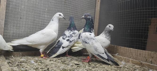 Goldan Taddi sialkoti lakhy slaety pigeons for sale.