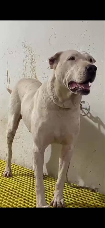 Dogo Argentino or bully cross