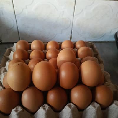 Organic Eggs