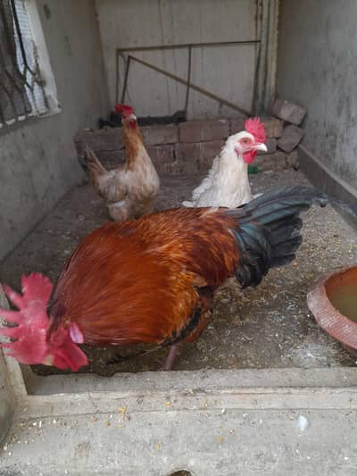 Desi murga or murgi 1 male 2 female