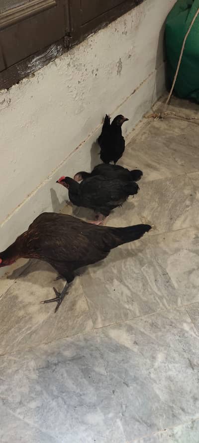 desi murgi sath 3 chuchy