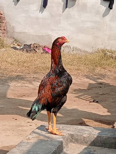 mushka patha forsale bara mohry ka