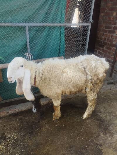 Sheep sale for qurbani