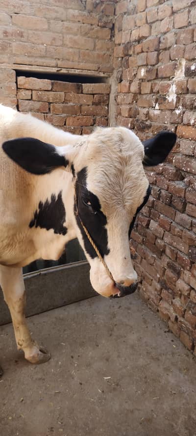 farezan full healthy and active cow 03085490586