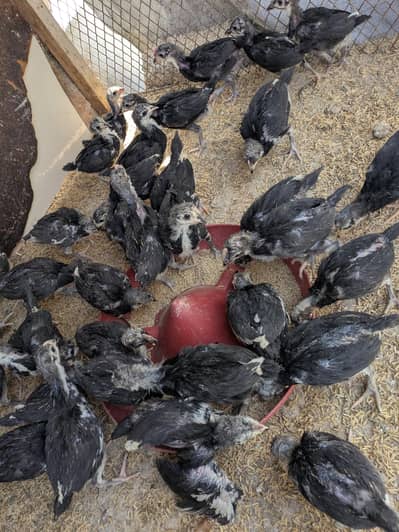 Austrolorp chicks and fertile eggs