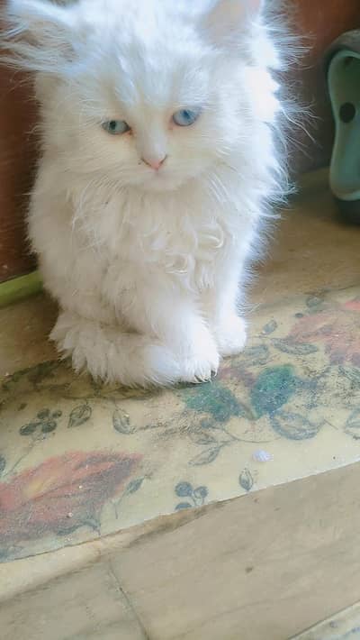 persian kitten