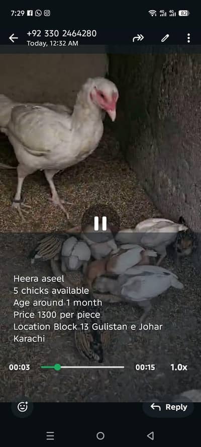 fancy chicks available