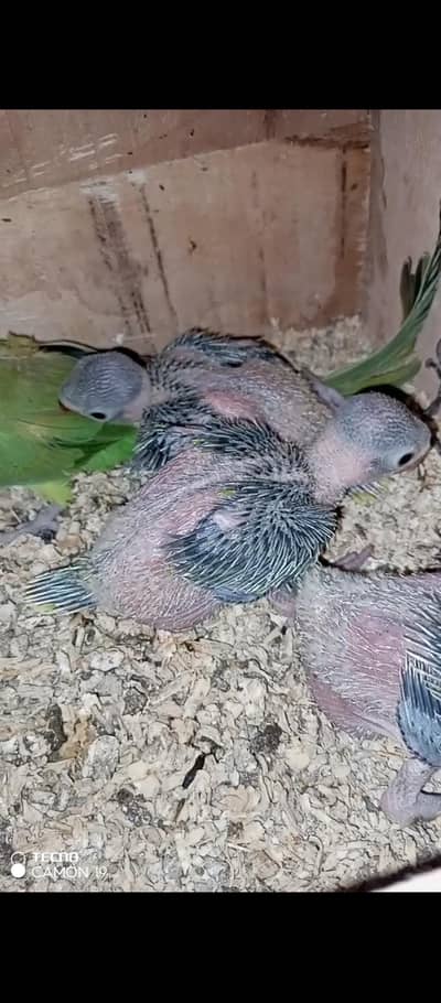 green ring neck chicks for sale