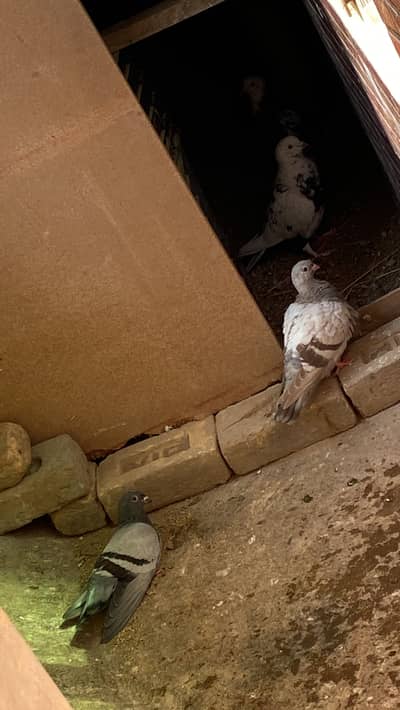 Fancy pigeons in reasonable price