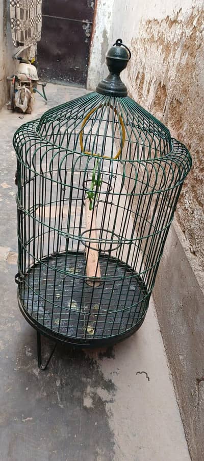 pahari tota ka pinjara  urgent 6ell krha hn