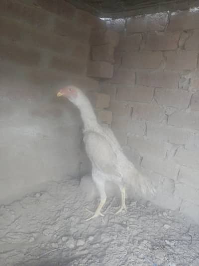 pati hai pepr what shamo