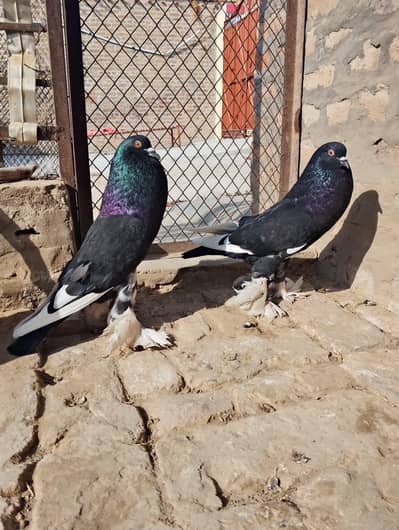 Gubara Pigeons