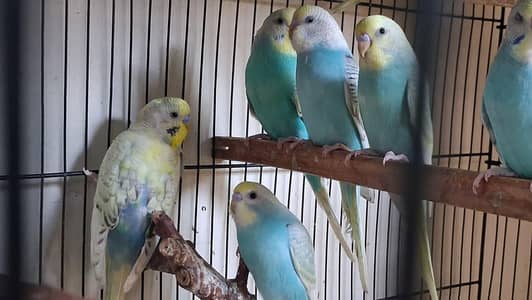 Mutation Finches in exhibition sizes