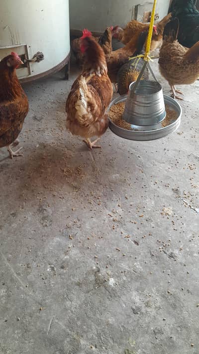 Daesi hens eggs laying 10 females. . . 03154336708