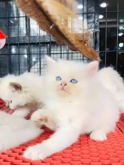Persian cat for sale my WhatsApp number  0325-69-53-977