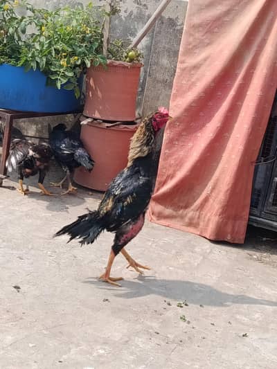 Aseel murga or 2 murgi