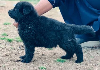 Balck Germen shepherd  High quality puppies available