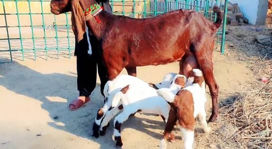 3 Bacchon Ka Sath Desi Bakri For Sale / 03221442364
