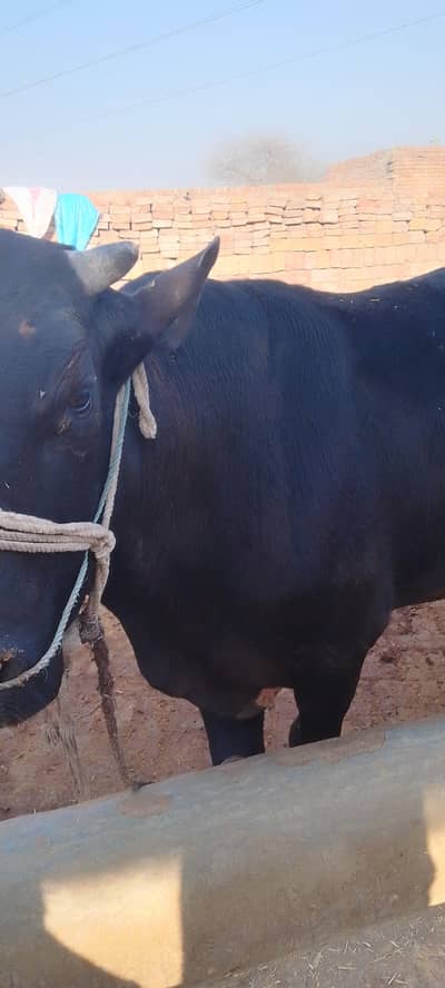 UMAR FAROOQ DOGAR 03216615503 03007698503 03425840004