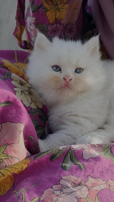 cat for sale only serious buyers can dm