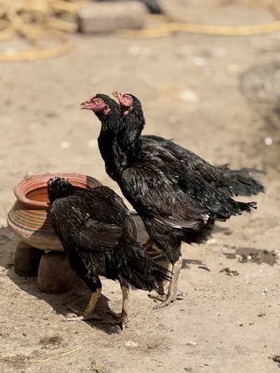 Aseel mianwali madi for sale