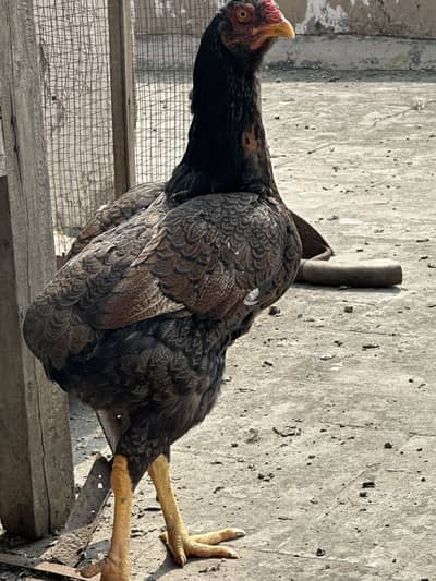 Aseel chicks and Adult Hens