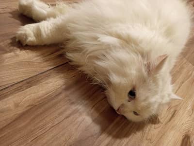 Persian triple coated white male