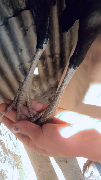 aoa aseel kruk madi for sale