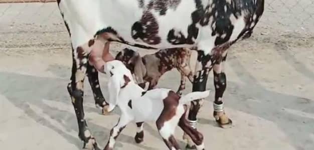 2 Bacchon ka sath Desi Bakri For Sale/ 03221442364