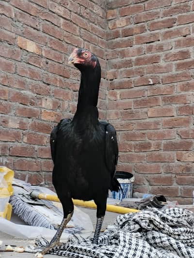 Aseel murgi combination of shamu and thai {03278846467}