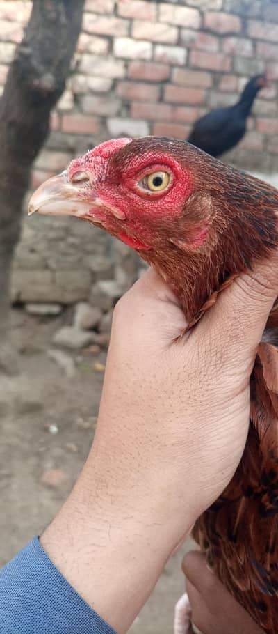 aseel hens for sale location Islamabad only whtsap contact 03425203350