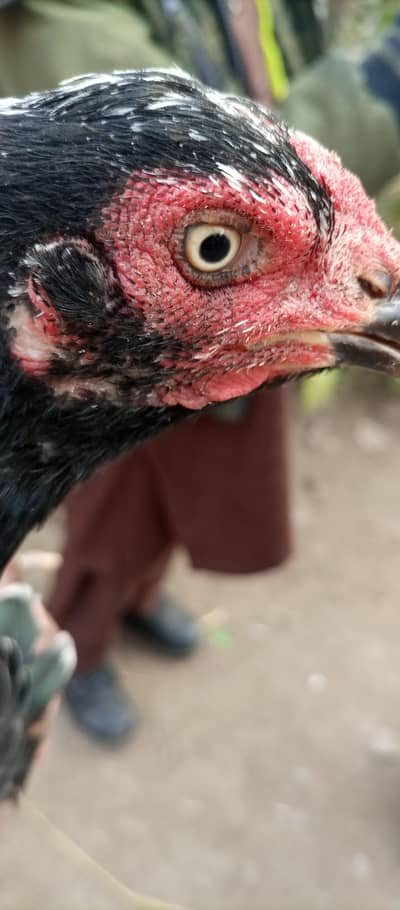 aseel hens for sale location Islamabad only whtsap contact 03425203350