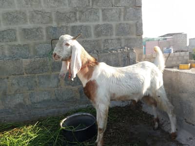 bakra goat
