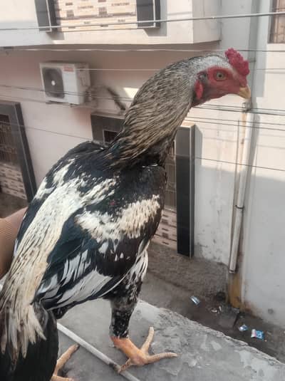 High quality aseel for aseel lovers