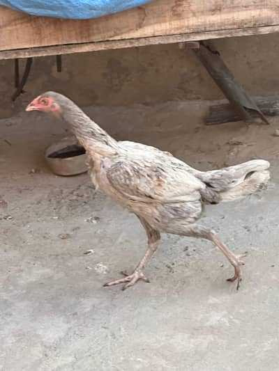 Breeder female hen for sale