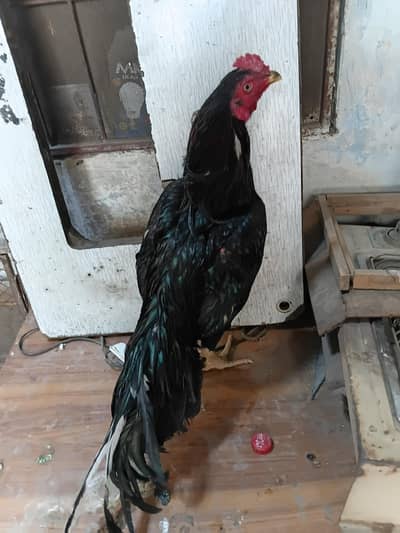 aseel murga or murgi dredar forsal kala mushka jur