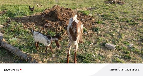 Bakri Forsale sath 1.5month ki bakroti b ha