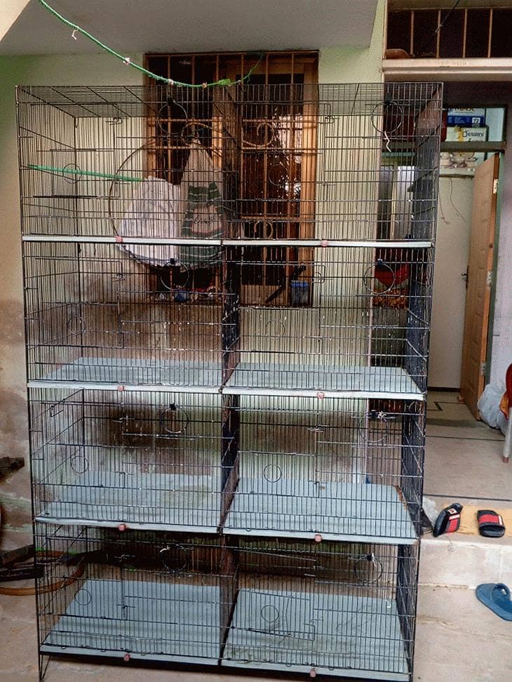 VVip condition Cage 6