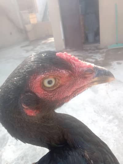 aseel lasani murgi for sale