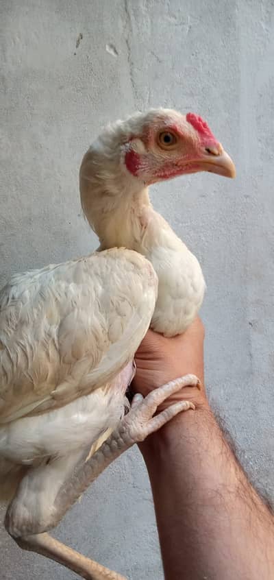 Heera aseel chicks 0302–7879866