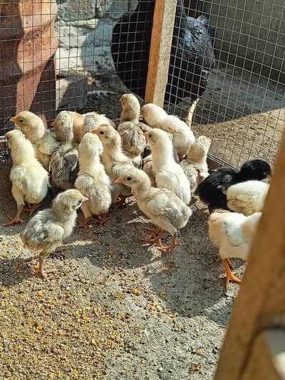 Heera Aseel Chicks