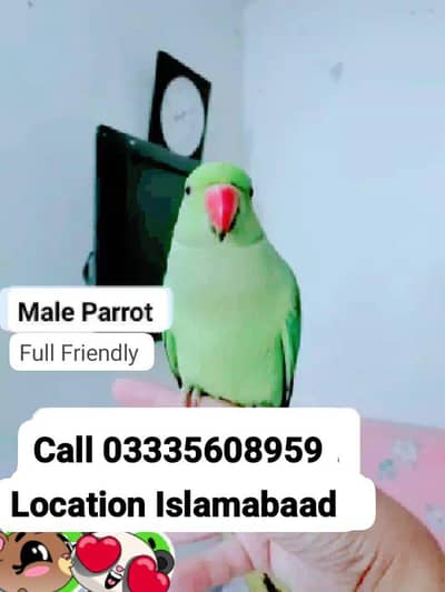 Proper Hand Tamed Full Friendly Green Ring Neck Male Parrot Jumbo Size