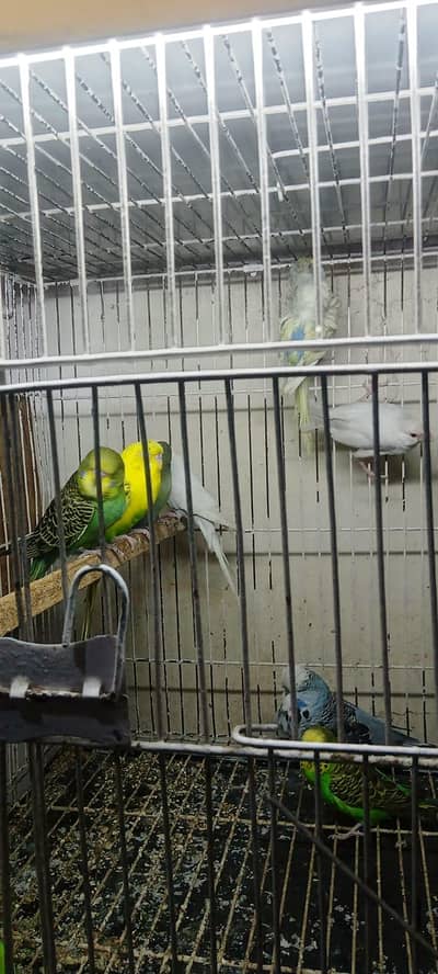 too many parrots variety available